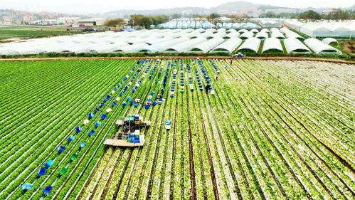 惠安 探索 星创天地 新模式 助推现代农业高质量发展